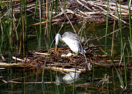 101 - CLARK'S GREBE whalerock reservoir, sloco, ca