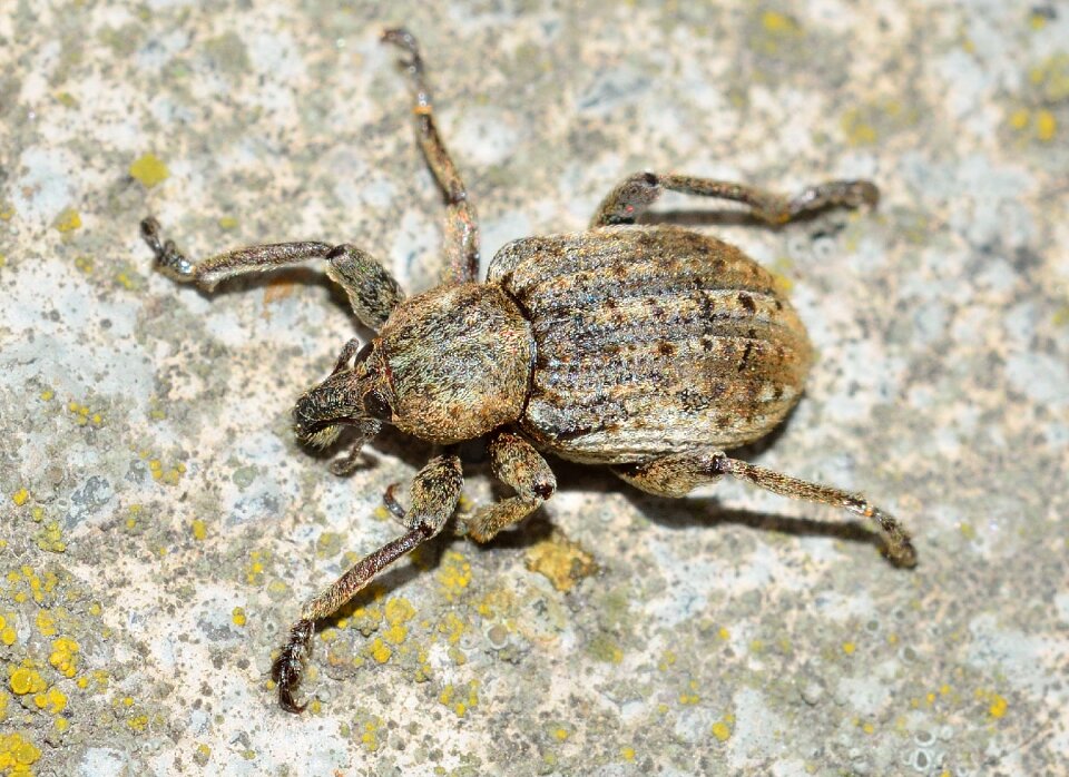 Insects beetles weevil