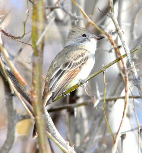 FLYCATCHER, NUTTING'S (1-1-12) bill william's nwr, parker dam area, az - 01