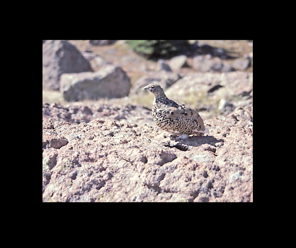 083 - WHITE-TAILED PTARMIGAN (9-89) co (1)