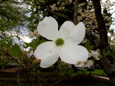 Dogwood, Waterford, Virginia