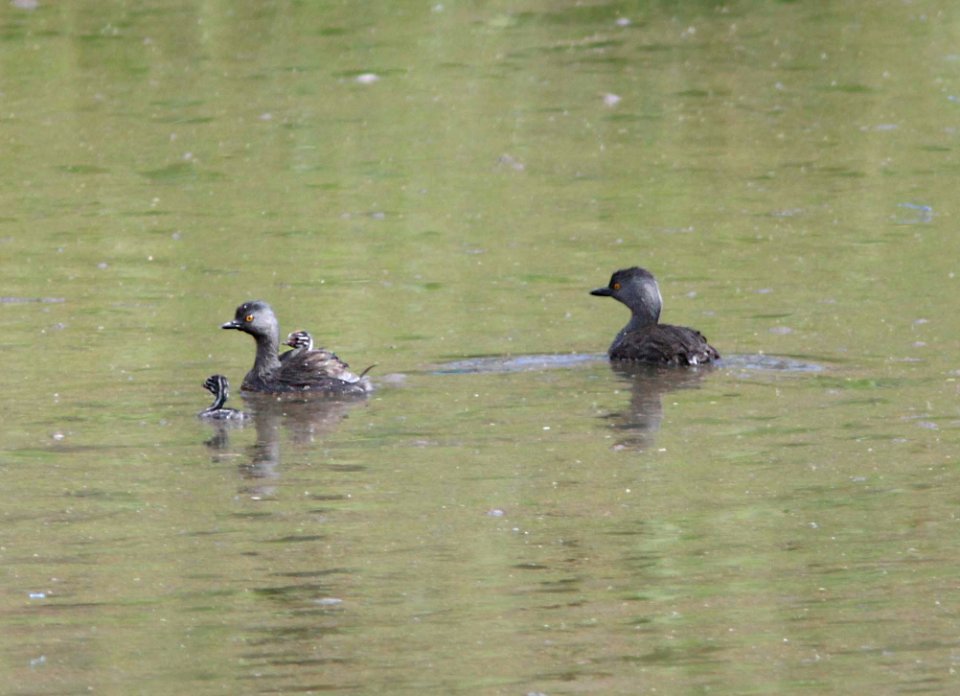 GREBE, LEAST (9-1-11) pena blanca lake, scc, az -09