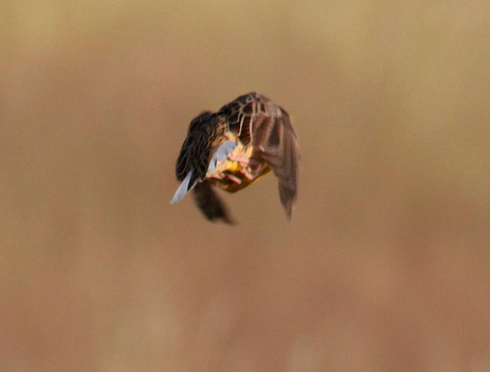 MEADOWLARK, LILIAN'S (10-1-11) showing white outer retrices, san rafael grasslands, scc, az -01b