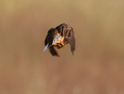 MEADOWLARK, LILIAN'S (10-1-11) showing white outer retrices, san rafael grasslands, scc, az -01b
