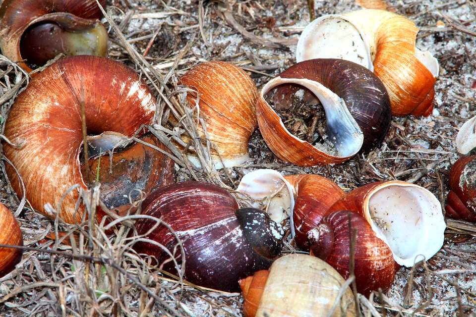 209 - SNAIL KITE (2-27-13) sarasota  co, fl - apple snails, food supply (2)