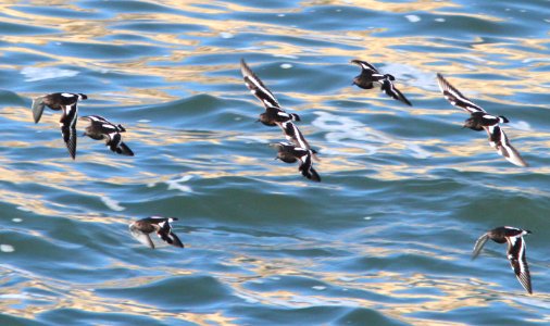 TURNSTONE, BLACK (12-25-11) point arena, ca - 01c