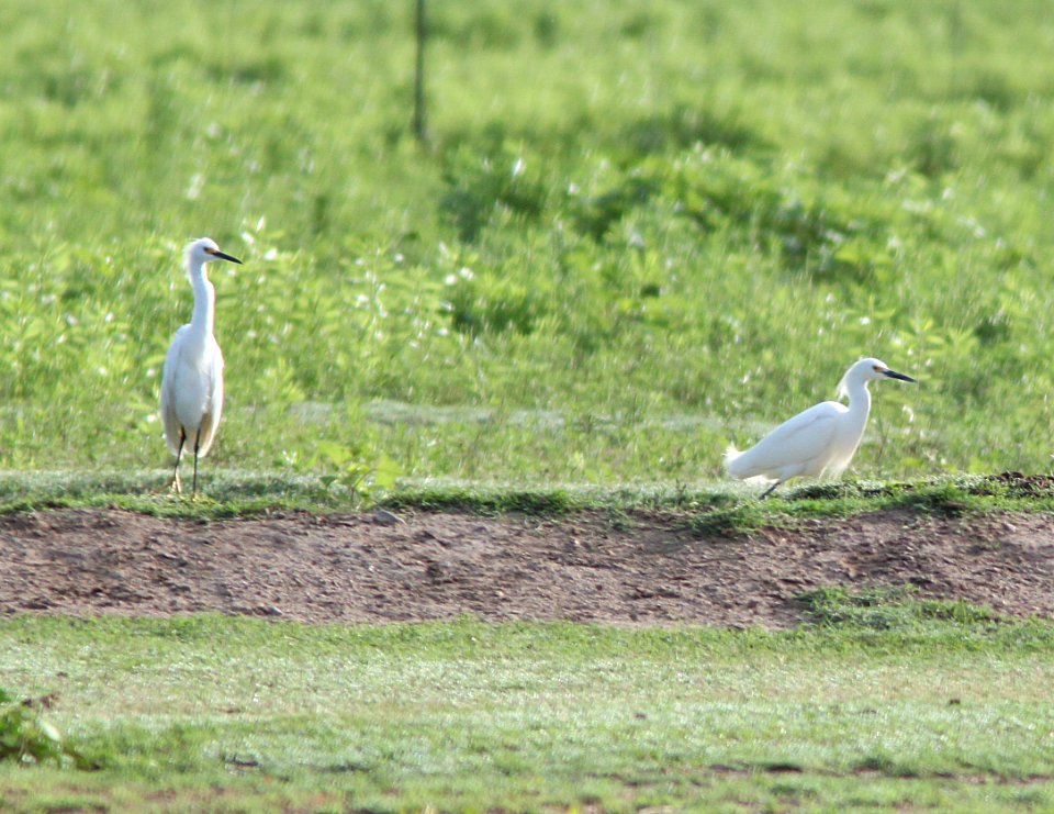EGRET, SNOWY (7-7-12) rio rico drive, scc, az -01