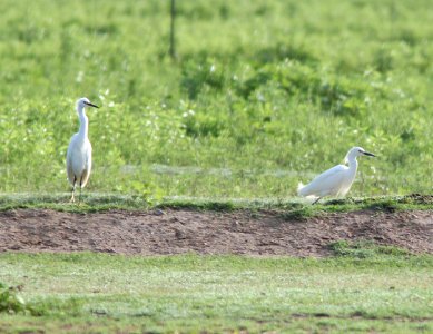 EGRET, SNOWY (7-7-12) rio rico drive, scc, az -01
