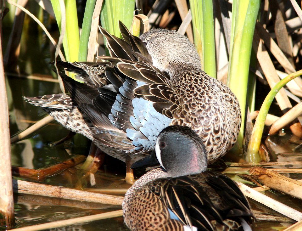 032 - BLUE-WINGED TEAL (3-26-13) mustang island, nueces co, tx  (7)