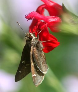SKIPPER, MOON-MARKED (Atrytonopsis lunus) (8-8-11) madera canyon, scc, az -01