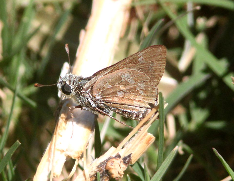 SKIPPER, CARUS?? (Polites carus) (5-20-12) patagonia lake, scc, az -01