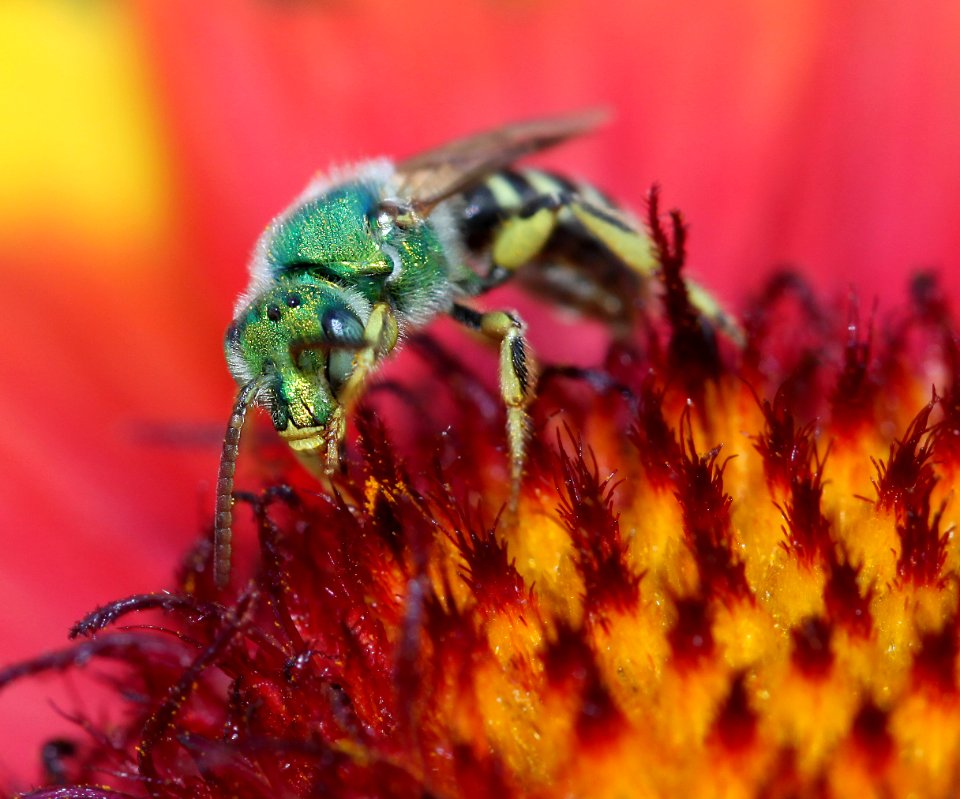 SWEAT BEE, sp (Agapostemon sp) (11-18-11) 78 circulo montana, patagonia lake ranch estates, scc, az -02