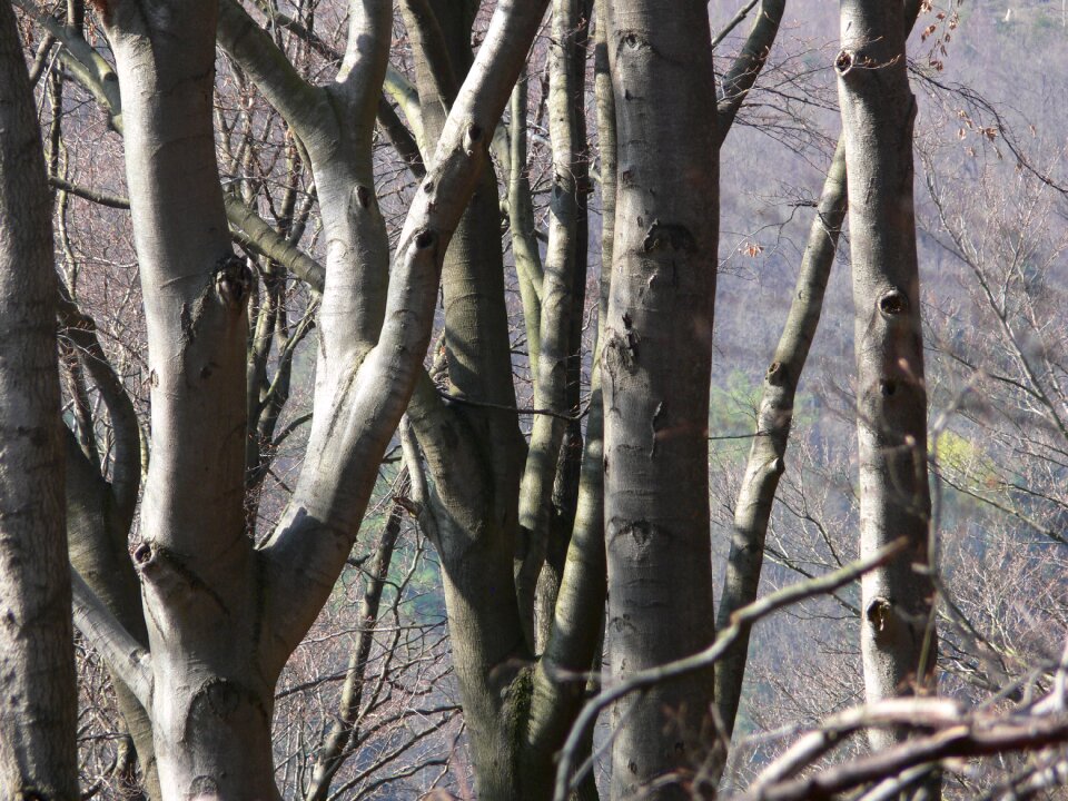 Forest branch bark