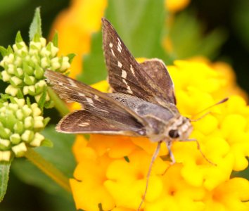 SKIPPER, CARUS (Polites carus) (9-5-11) 78 circulo montana, patagonia lake ranch estates, scc, az -01