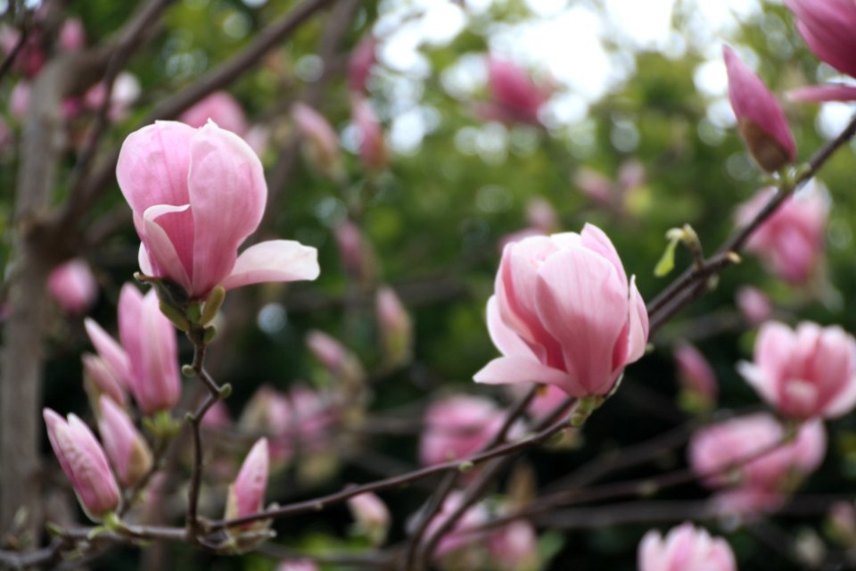 Floretes a la riera d'Arenys de Munt