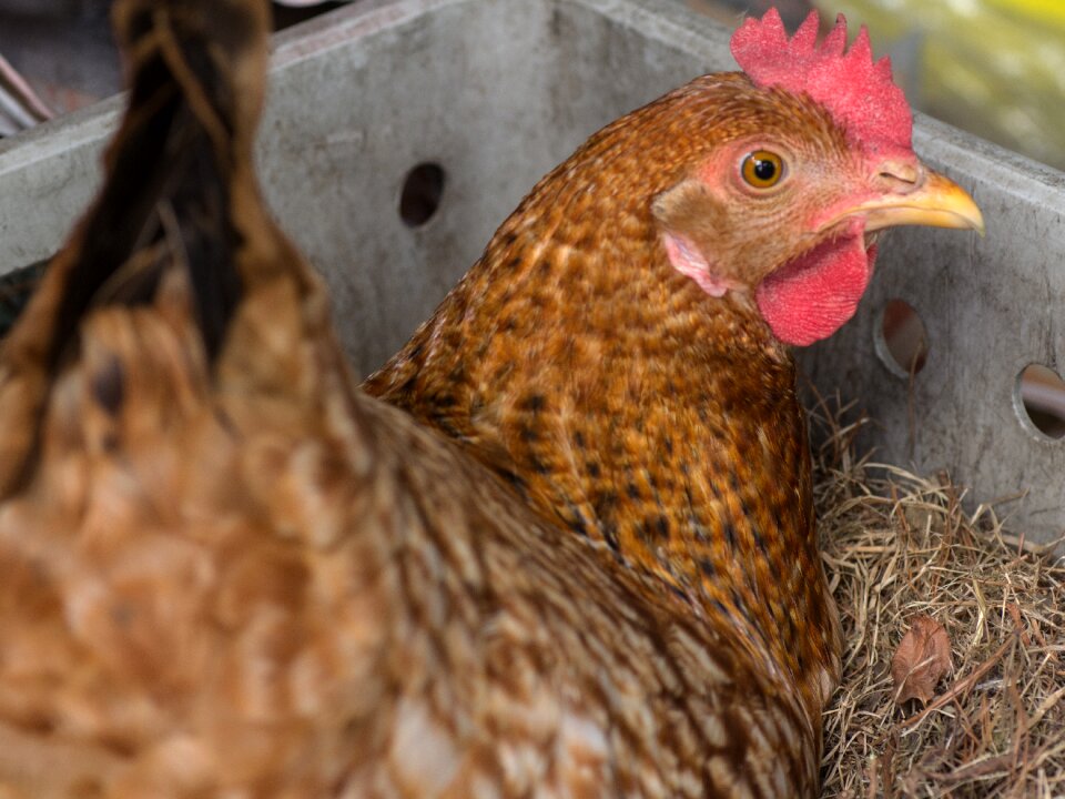 Chicken nest laying eggs