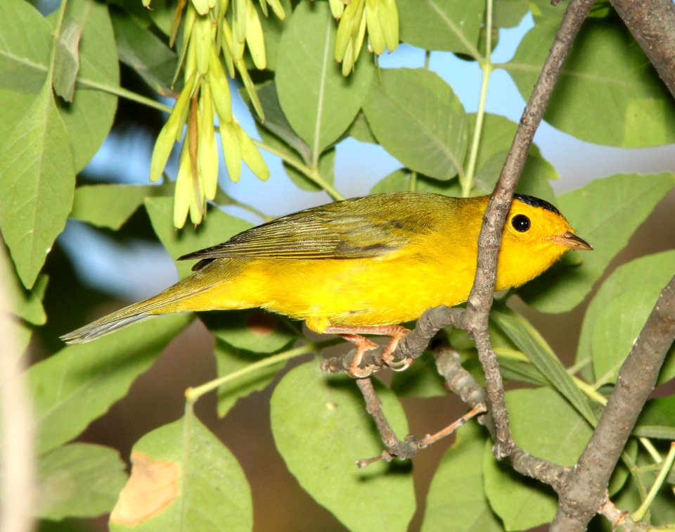 WARBLER, WILSON'S (9-25-11) pena blanca lake, scc, az - 03