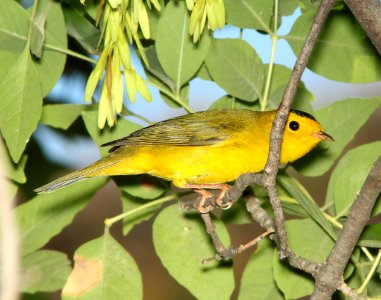 WARBLER, WILSON'S (9-25-11) pena blanca lake, scc, az - 03