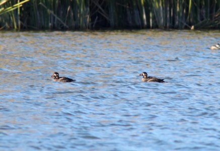 SCOTER, SURF (11-22-11) patagonia lake, scc, az -01