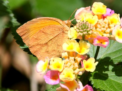 ORANGE, TAILED (Pyrisitia proterpia) (2-27-12) estero llano grande, weslaco, tx -01