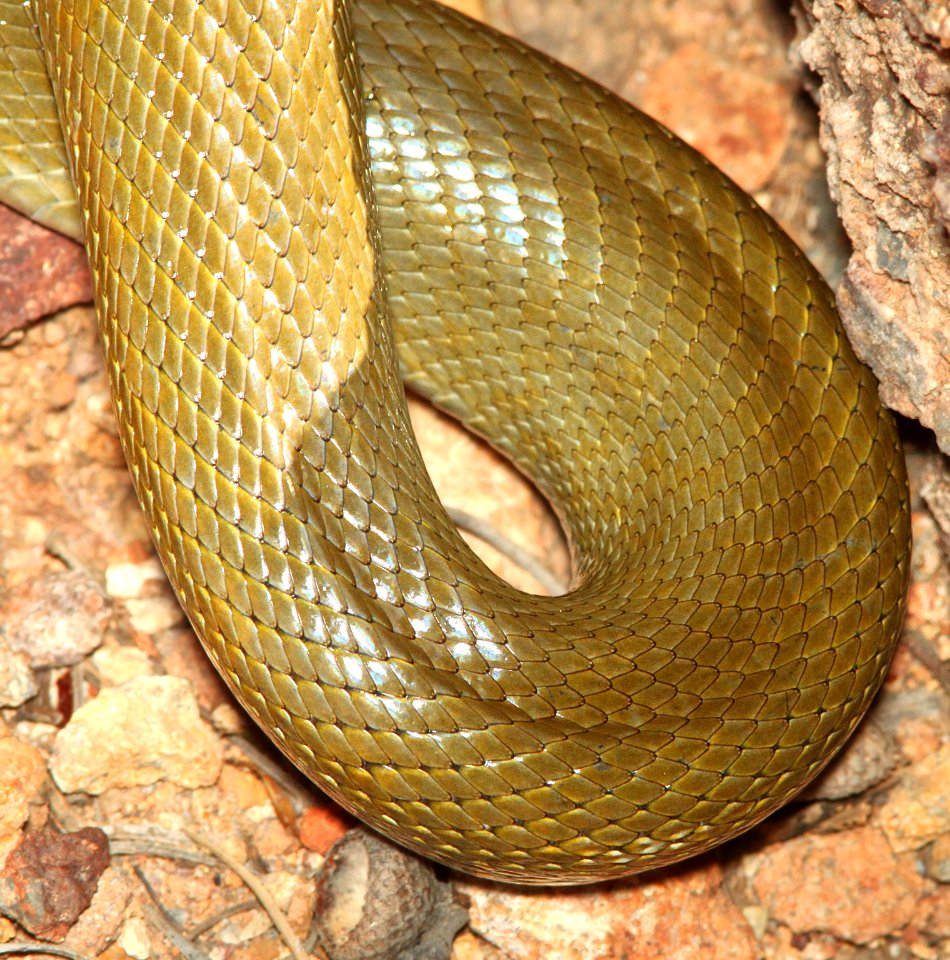 GREEN RATSNAKE (Senticolis triaspis) (3-31-12) humboldt cyn, patagonia mts, scc, az -09