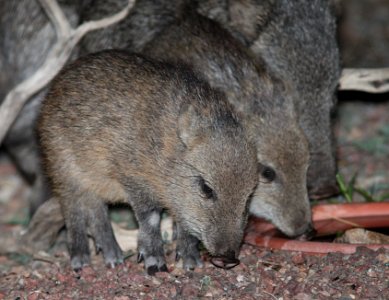 JAVELINA (Pecari tajacu) (10-30-11) 78 circulo montana, patagonia lake ranch estates, scc, az -01