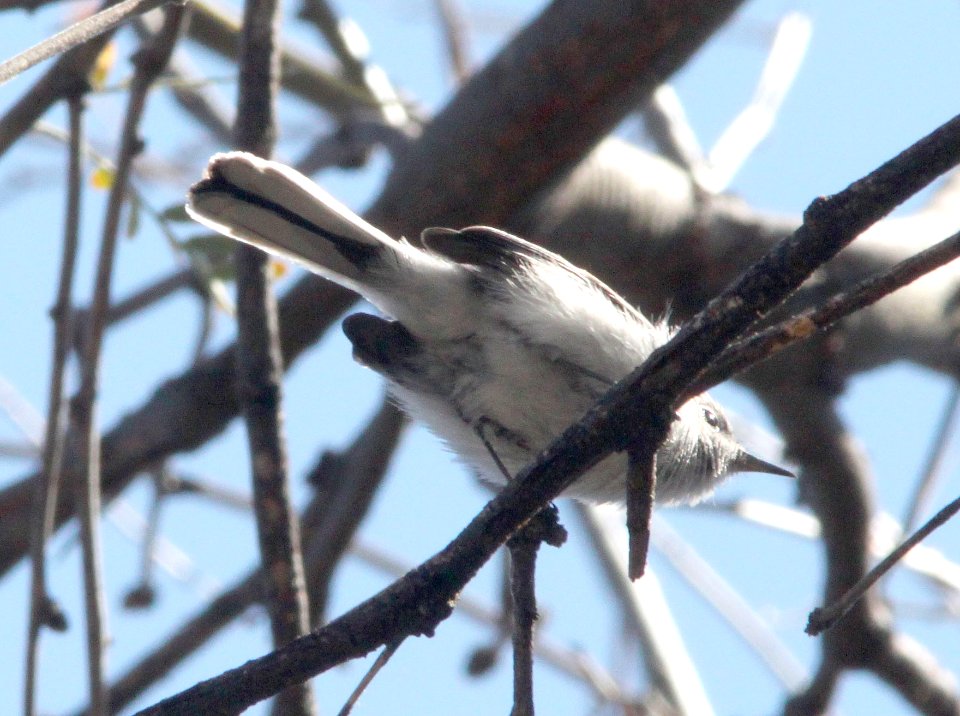 GNATCATCHER, BLUE-GRAY (2-18-12) patagonia lake, scc, az -03