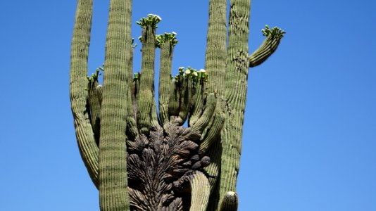 2018.05.19 Catalina State Park