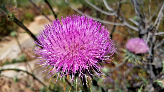 2019.04.07 Catalina State Park