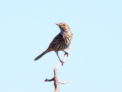 THRASHER, SAGE (10-1-11) san rafael grasslands, scc, az -04