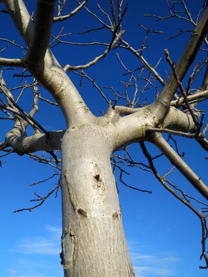 Common walnut tree trunk