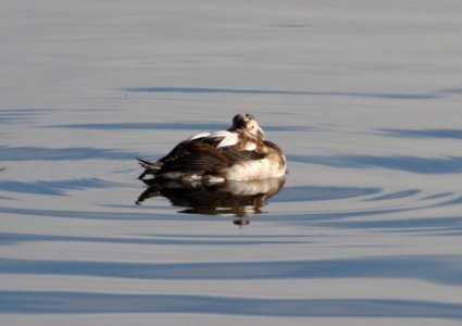 DUCK, LONG-TAILED (11-4-11) pena blanca lake, scc, az -15a