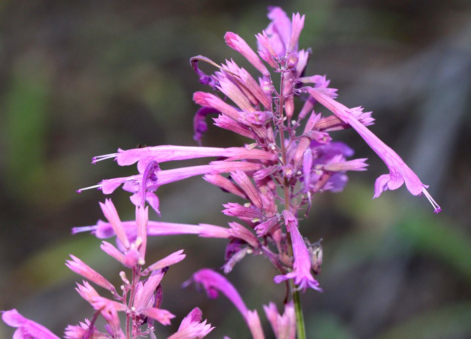 FLOWER, sp (9-23-11) upper humboldt canyon, scc, az -01