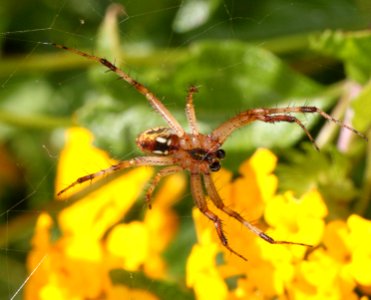 SPIDER, sp (9-3-11) 78 circulo montana, patagonia lake ranch estates, scc, az -01