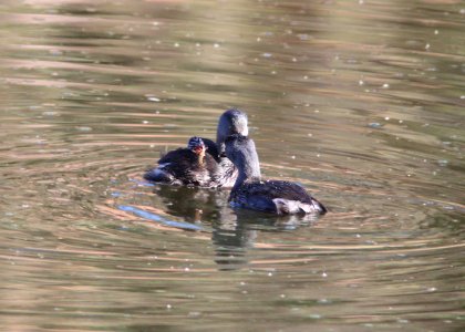 GREBE, LEAST (10-5-11) pena blanca lake, scc, az -06