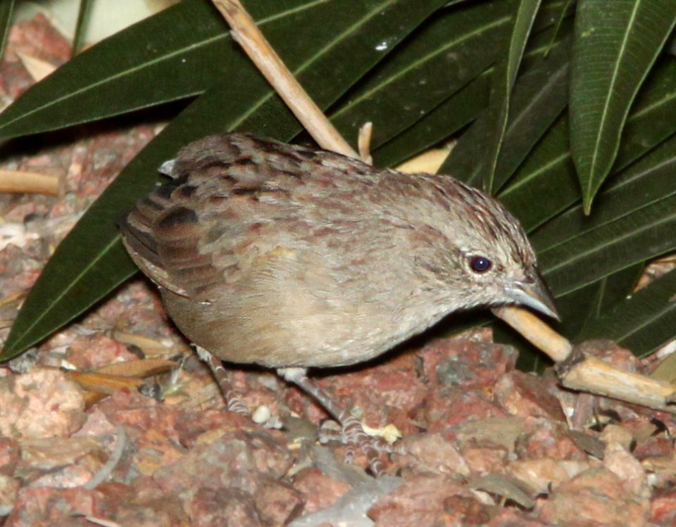SPARROW, BOTTERI'S adult (10-21-11) 78 circulo montana, patagonia lake ranch estates, scc, az -01