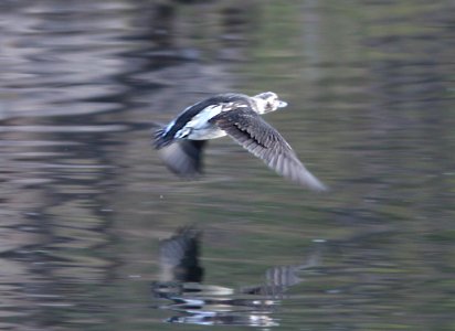 DUCK, LONG-TAILED (11-4-11) pena blanca lake, scc, az -17