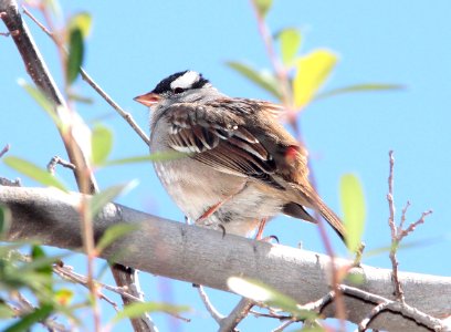SPARROW, WHITE-CROWNED (2-13-12) oriantha race, santa gertrudis lane, tumacacori, scc, az -03