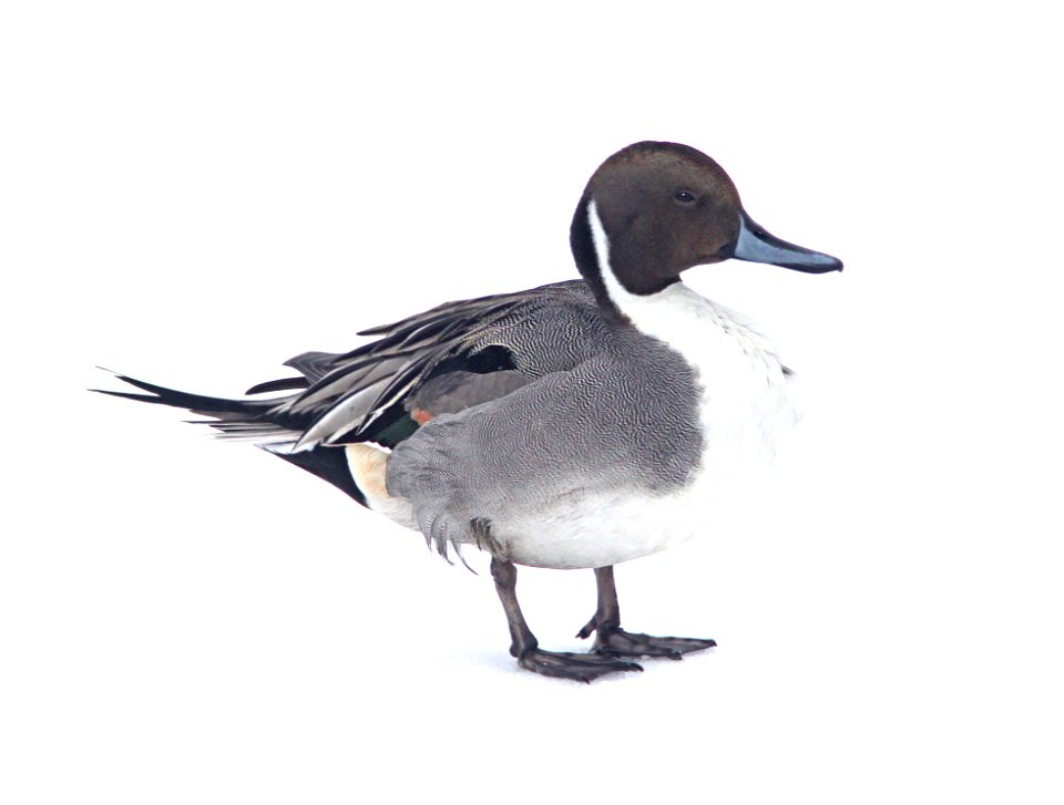 036 - NORTHERN PINTAIL (2-15-11) Quidi Vidi Lake, St John's, Newfoundland  (1)