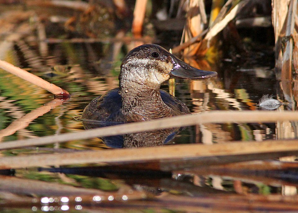 065 - RUDDY DUCK (12-6-01) patagonia lake, scc, az