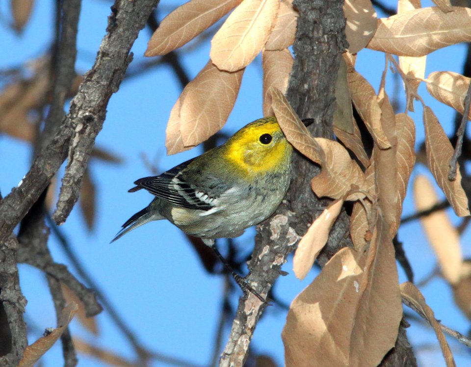 WARBLER, HERMIT (9-29-11) pena blanca lake, scc, az -02