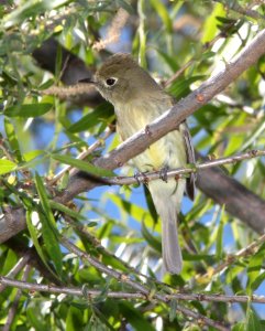 580 - HAMMOND'S FLYCATCHER (4-16-13) pena blanca lake, scc, az