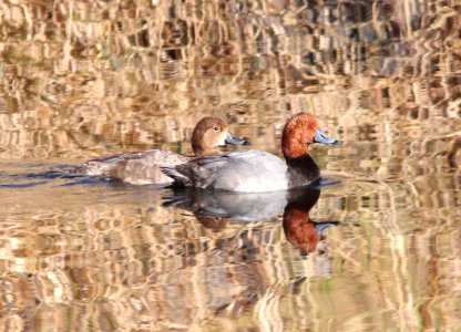 REDHEAD (10-28-11) pena blanca lake, scc, az -02