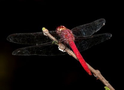 SKIMMER, ROSEATE (Orthemis ferruginae) (3-9-13) key west tropical forest and botanical garden, key west, monroe co, fl -01