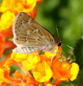 SKIPPER, CARUS (Polites carus) (9-1-11) 78 circulo montana, patagonia lake ranch estates, scc, az -03