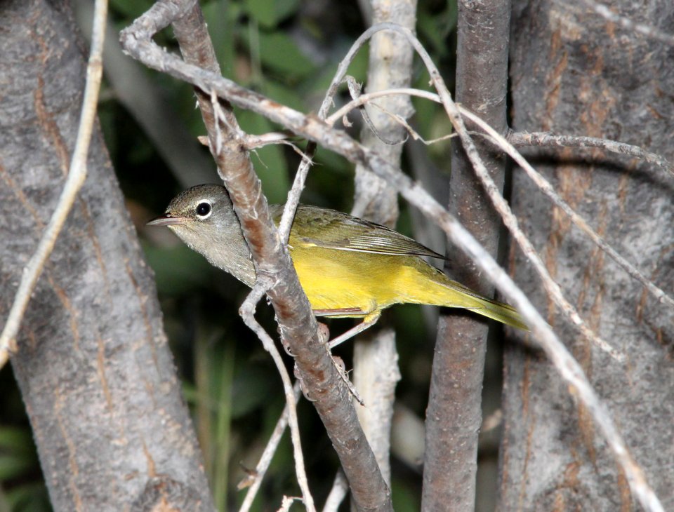 WARBLER, MACGILLIVRAY'S (9-18-11) patagonia lake, scc, az -02jpg