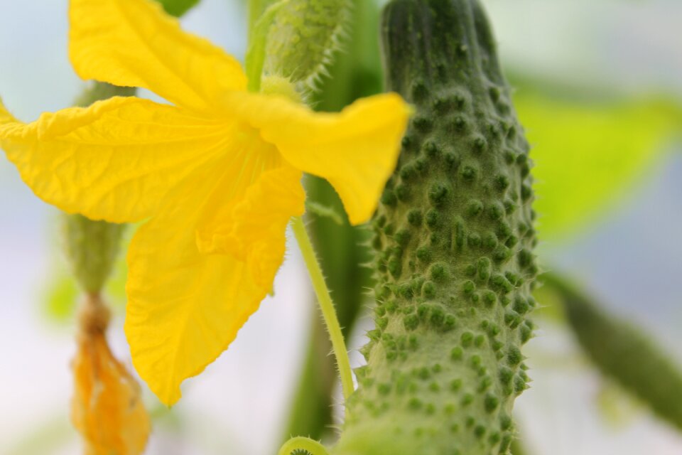 Vegetables green flower
