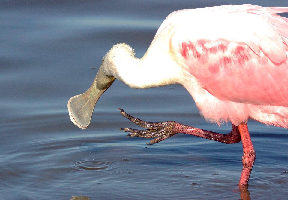 201 - ROSEATE SPOONBILL (1-7-09) san isabel, tx  (9)