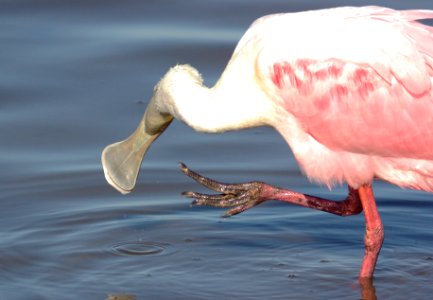 201 - ROSEATE SPOONBILL (1-7-09) san isabel, tx  (9)