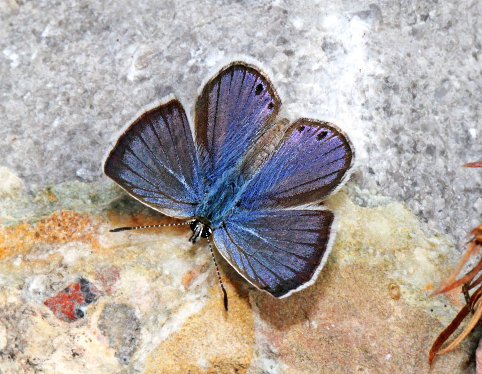 BLUE, REAKIRT'S (Echinarga isola) (10-3-11) sawmill canyon, huachuca mts, cochise co, az -01